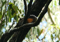 Rhipidura rufifrons