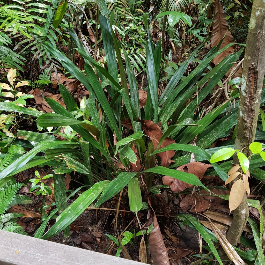 Mapania cuspidata; photograph (c) pbsg, some rights reserved (CC BY)