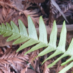 Polypodiopsida