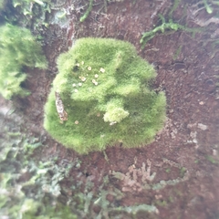 Coenogonium implexum