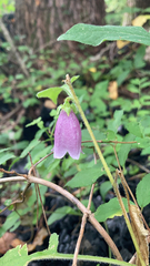 Campanula punctata