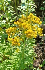 Solidago canadensis