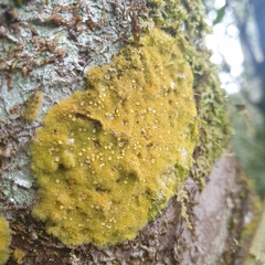 Coenogonium implexum