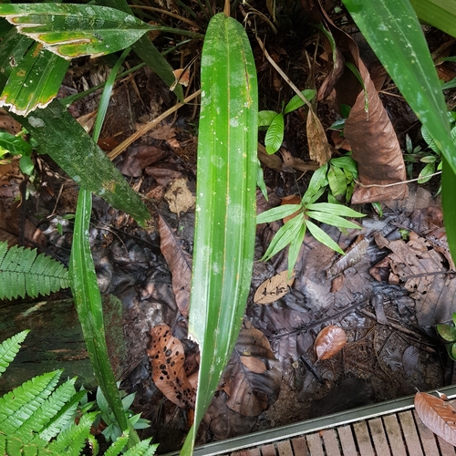 Mapania cuspidata, photograph 3
