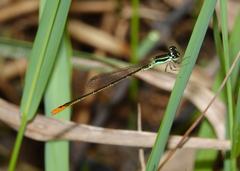 Agriocnemis dobsoni