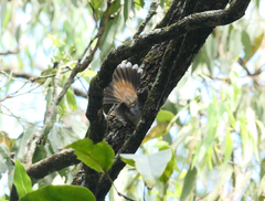 Rhipidura rufifrons