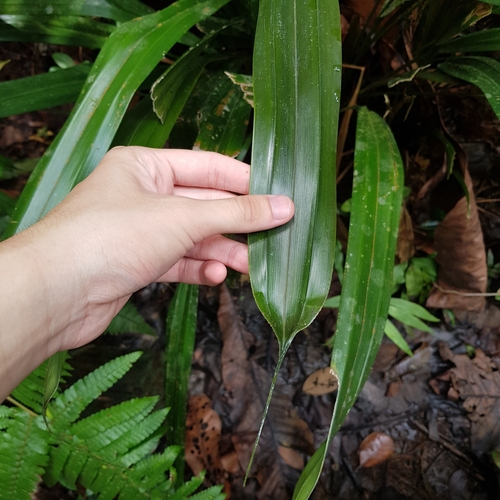 Mapania cuspidata, photograph 5