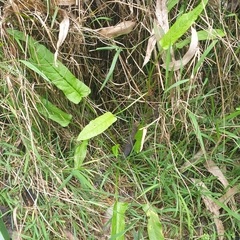 Rumex brownii
