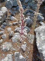 Drimia numidica