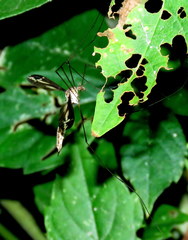Tipula caloptera