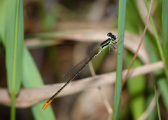 Agriocnemis dobsoni