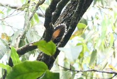 Rhipidura rufifrons