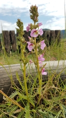 Pedicularis mexicana