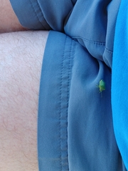 Acrosternum millierei