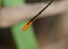 Agriocnemis dobsoni