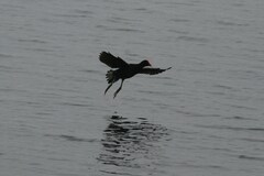 Gallinula chloropus meridionalis