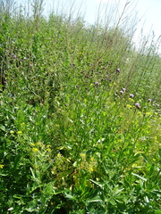 Cirsium arvense integrifolium