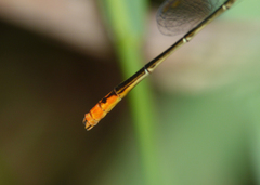 Agriocnemis dobsoni