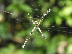 Argiope versicolor