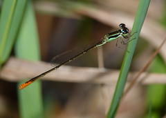 Agriocnemis dobsoni