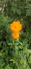 Tagetes erecta
