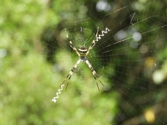 Argiope versicolor
