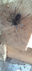 Amaurobius similis