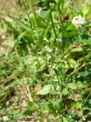 Polygonum aviculare