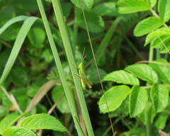 Euthystira brachyptera