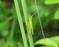 Euthystira brachyptera