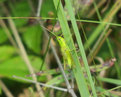 Euthystira brachyptera