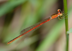 Agriocnemis dobsoni