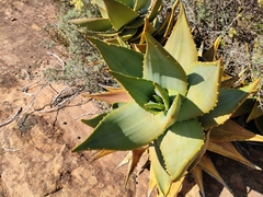 Aloe perfoliata