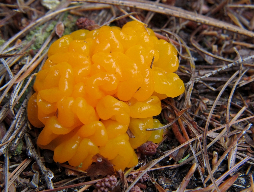 Orange Jelly Spot from New Salem, MA, USA on September 10, 2021 at 03