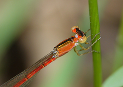Agriocnemis dobsoni