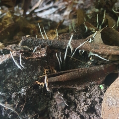 Xylaria filiformis