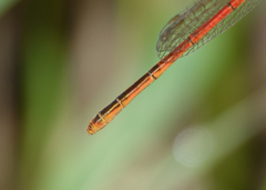 Agriocnemis dobsoni