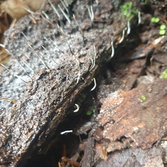 Xylaria filiformis