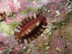 Callochiton doriae