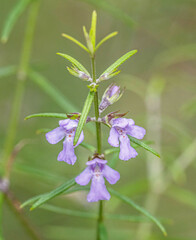 Westringia eremicola