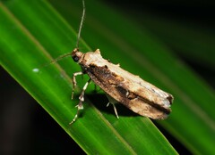 Atomotricha isogama