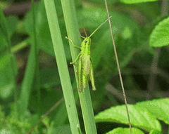 Euthystira brachyptera