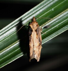 Atomotricha isogama