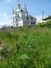 Pastinaca sativa sylvestris