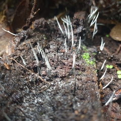 Xylaria filiformis