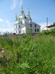 Pastinaca sativa sylvestris