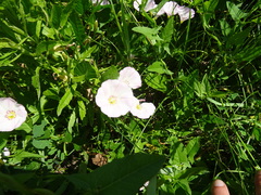 Convolvulus