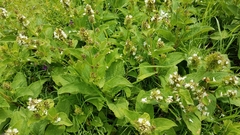 Lepechinia caulescens