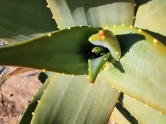 Aloe perfoliata