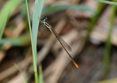 Agriocnemis dobsoni